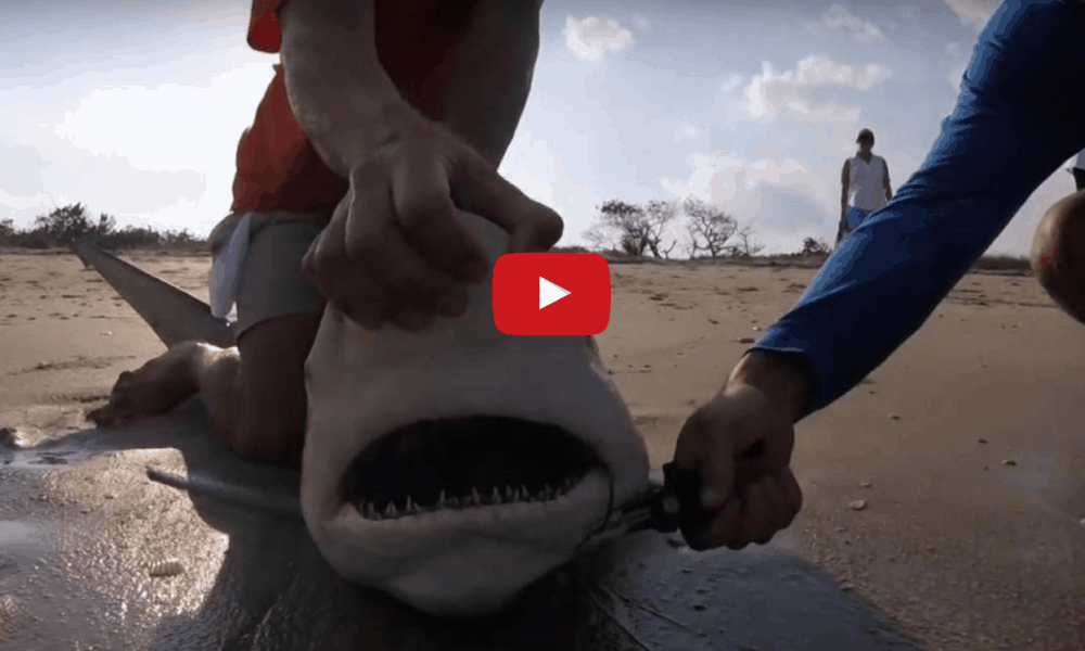 They Spotted A Shark Caught In Fishing Line, Then Did Something That Surprised Everyone Watching