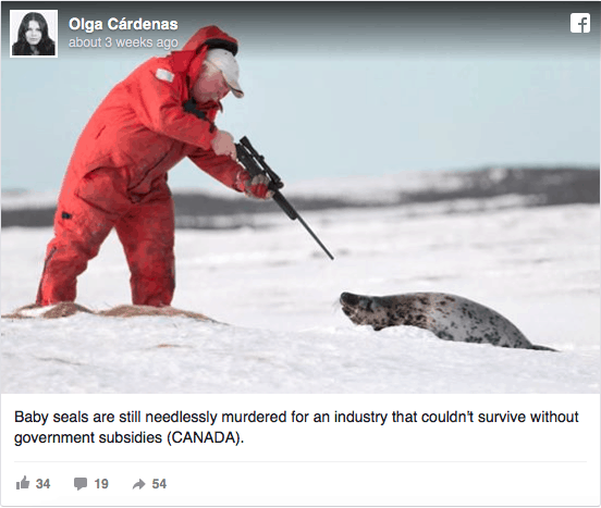 Hunters In Canada Are About To Slaughter Thousands Of Baby Seals (Graphic Images)