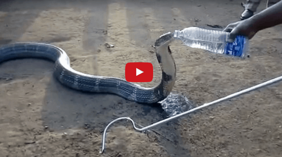 Desperately Thirsty Cobra Approaches Villagers For Water [Watch]
