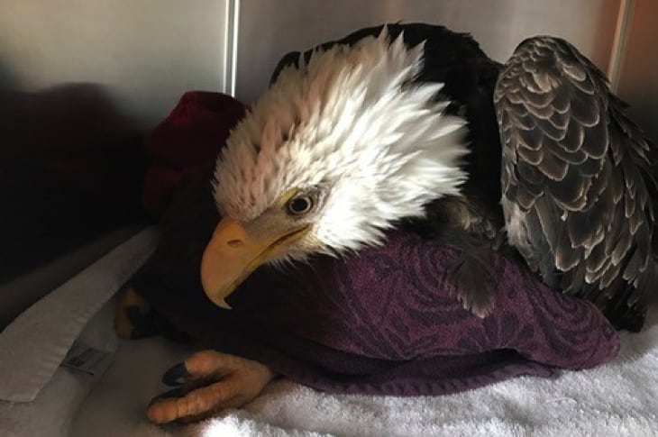 Bald Eagles Are Now In Serious Danger Because Of This One Overturned Law