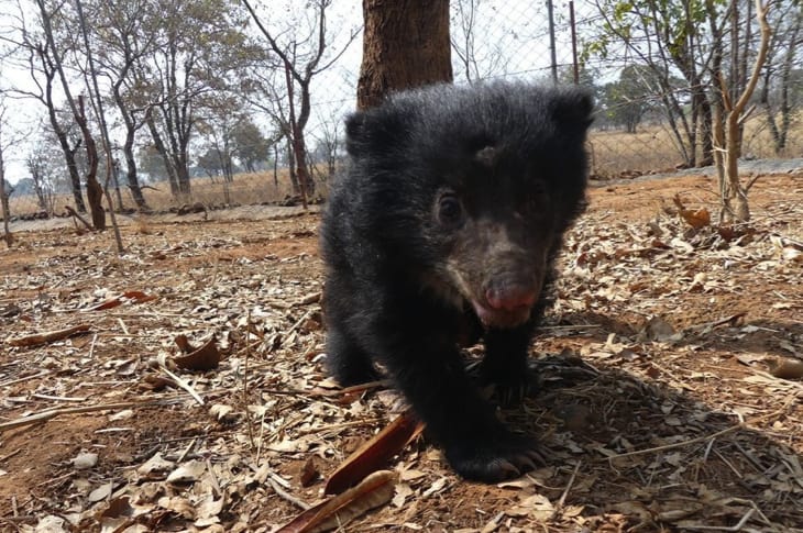 Poachers Killed This Sloth Bear’s Mom, And He Didn’t Let Go Of Her Until He Was Rescued