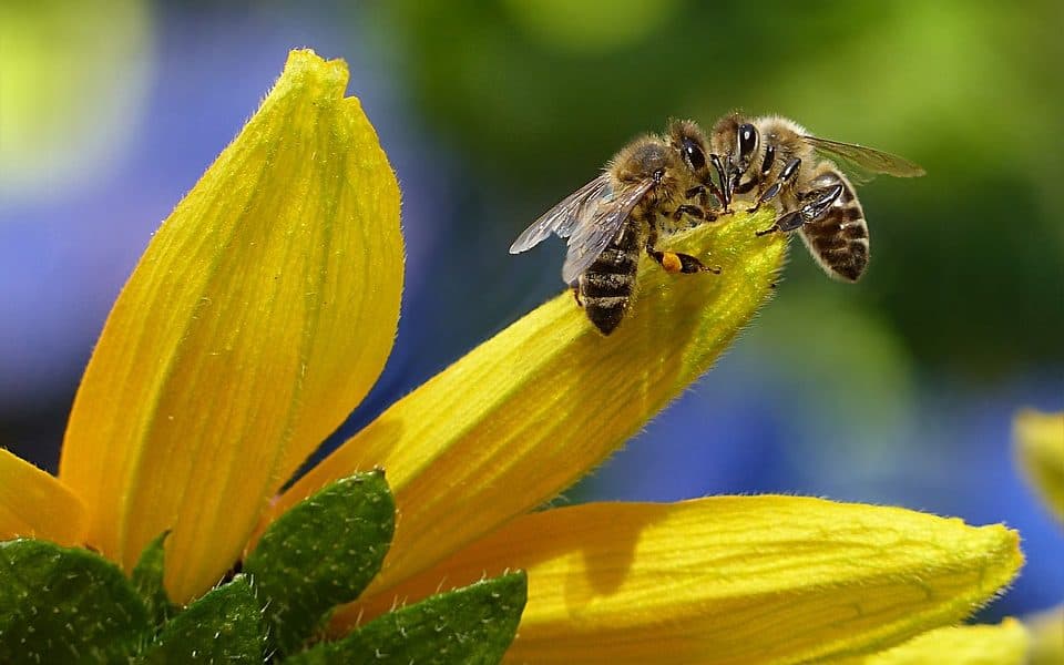 Two Studies Conclude 347 Native Bee Species Are Headed For Extinction