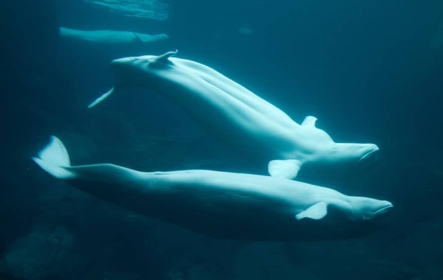 Alaska Gas Leak Is Endangering Beluga Whales But Won’t Be Fixed For Weeks