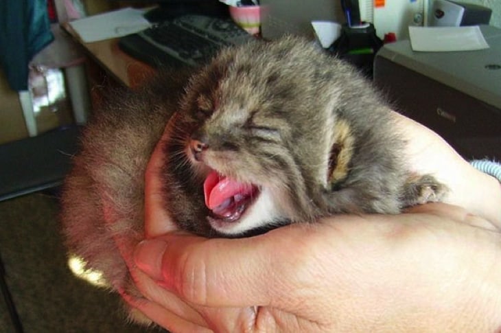 Farmer Shocked To Find That The Barn Kittens He Found Are Extremely Rare