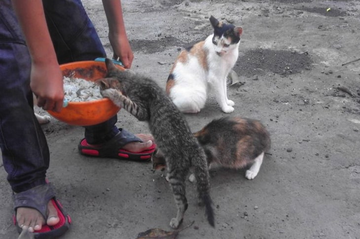 He’s Been Rescuing Stray Cats For Years, But His Support Is From An Unexpected Source…