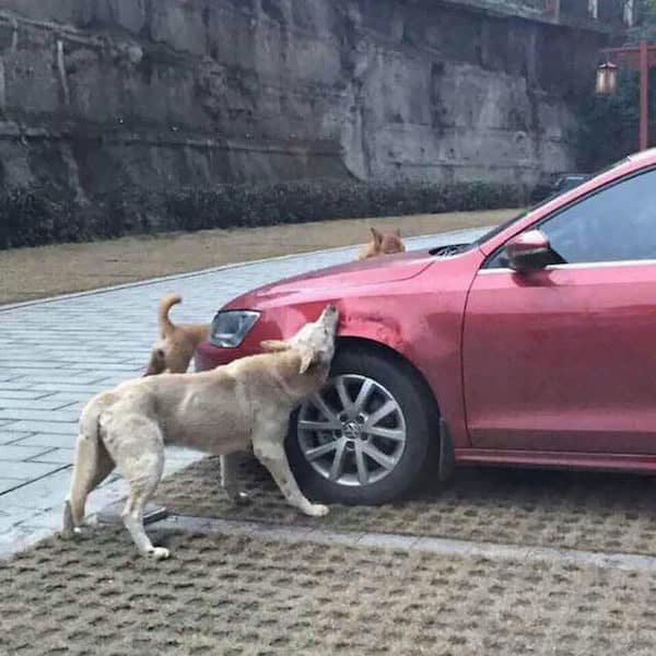 This Dog Got Revenge In The Best Way After Literally Being Kicked Out Of A Parking Spot