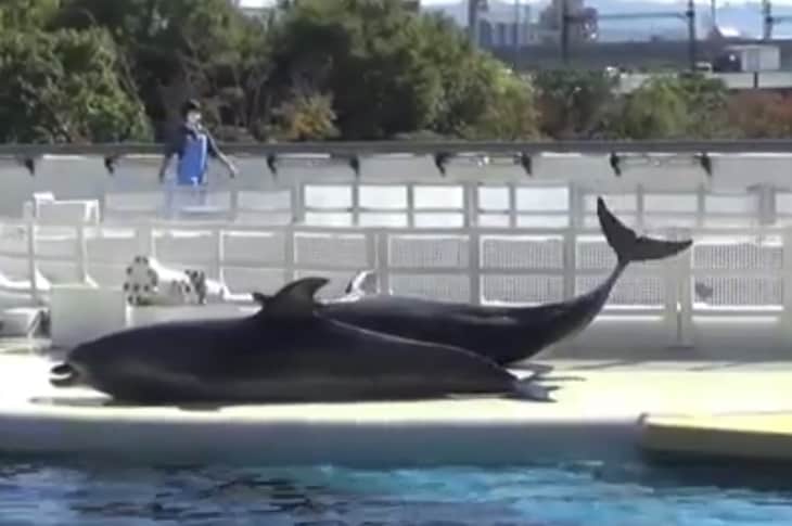 Dolphins Beach Themselves At Marine Park To Escape Bullying [Video]
