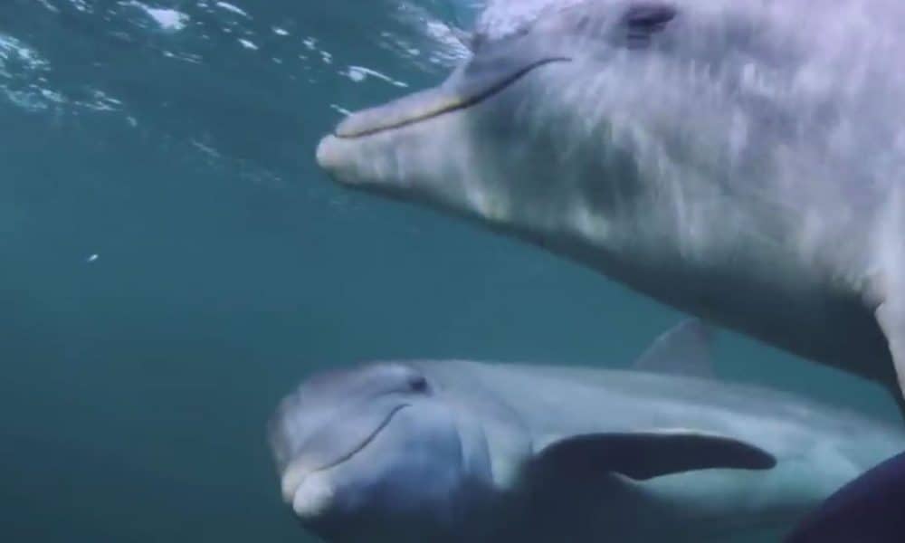 Study Finds That Dolphins Purposefully Get High By Doing This (VIDEO)