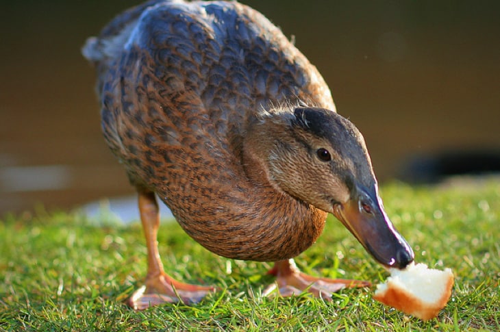 The Horrifying Reason That You Should Stop Feeding Bread To Ducks