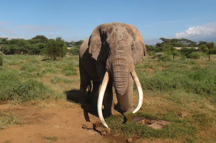 One Of The Last Beloved ‘Great Tusker’ African Elephants Was Just Killed