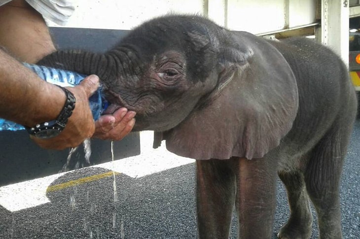 Truck Drivers Stop To Help Abandoned Baby Elephant On The Side Of The Road
