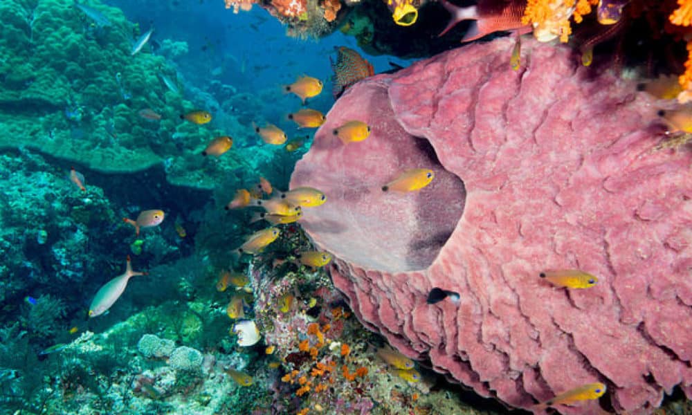 A Cruise Ship Just Destroyed The Most Biodiverse Reef On The Planet