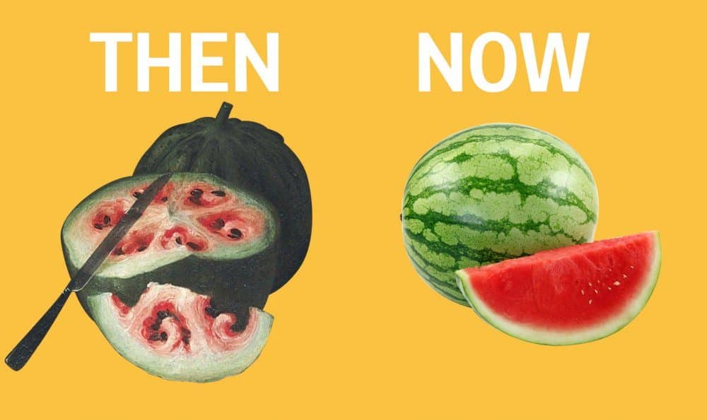 What Fruits And Veggies Looked Like Before Humans Domesticated Them [Watch]