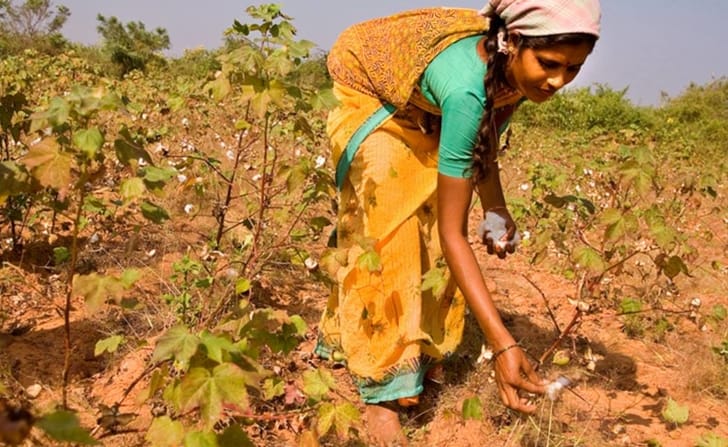 Monsanto Has Lost $11 Million As Indian Cotton Farmers Begin To Use Indigenous Seed
