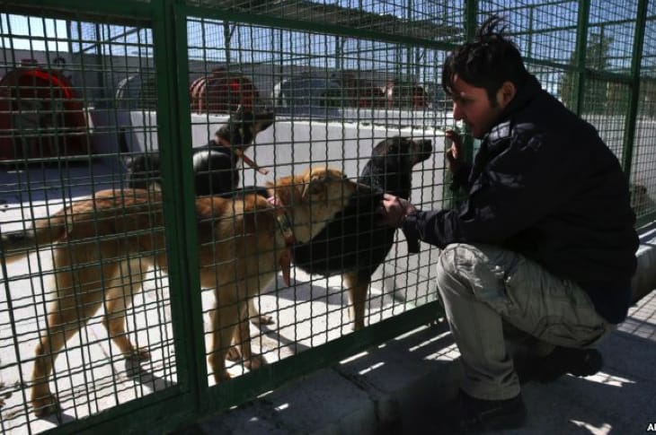 New Animal Shelter Is Changing The Way People View Dogs In Iran