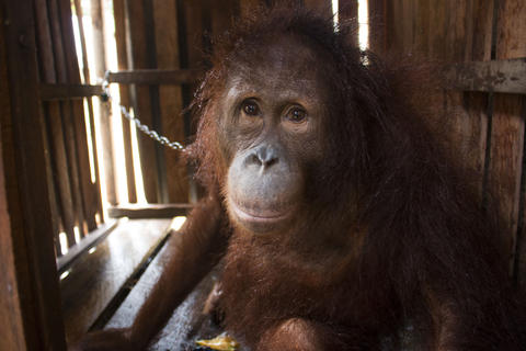 Orangutan Confined In Wooden Crate Gave Up On Life Until This Happened