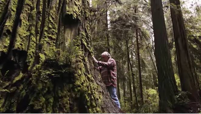 This Activist Is Cloning Redwoods To Save The Planet [Watch]