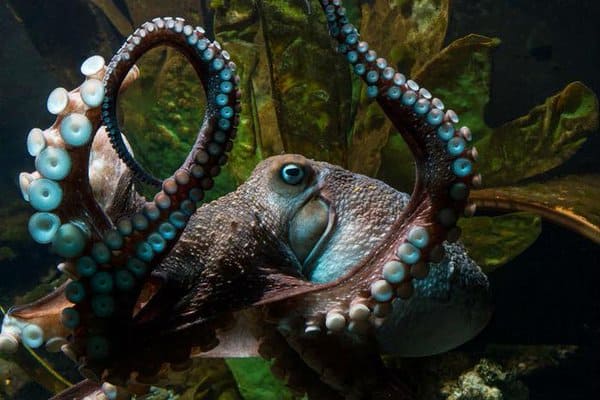 Octopus Escapes From Aquarium Down A Drain Leading To The Ocean