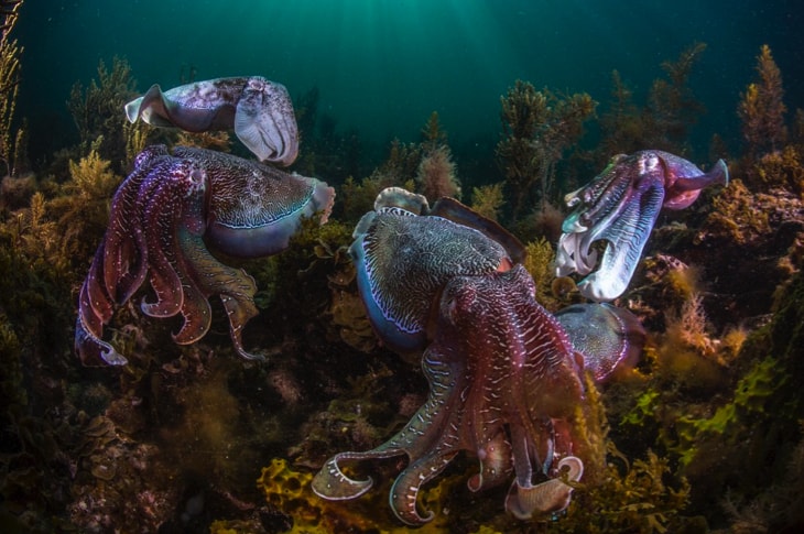 Octopus Populations Are On The Rise, But That May Not Be A Good Sign