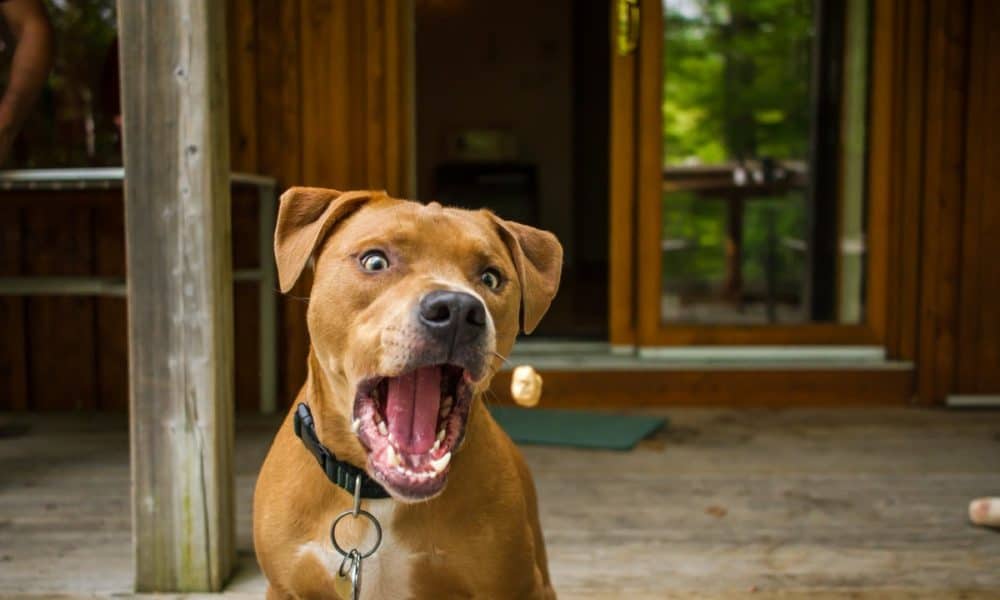 People Posted Photos Of ‘Vicious Pit Bull Attacks’ And The Results Were Unexpected