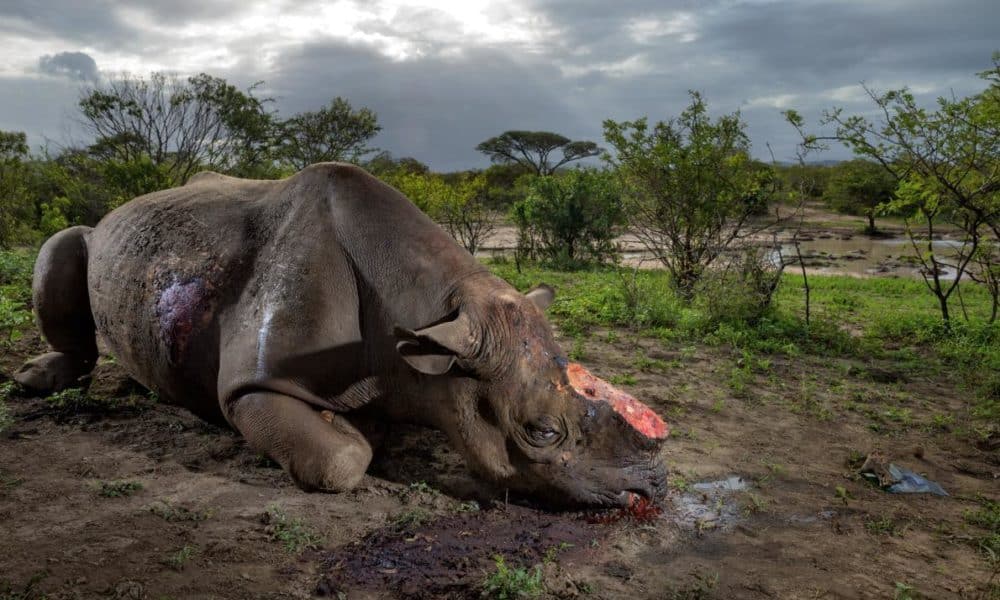 16 Rhinos Killed In Kruger National Park Since Beginning Of March