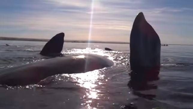 Kayakers Weren’t Expecting THIS When They Approached A Pod Of Whales [Watch]