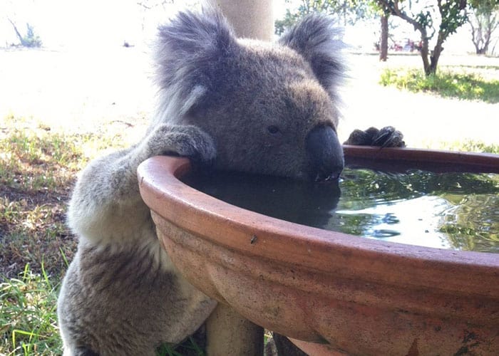 Koalas Are Dying Of Thirst, So This Farmer Developed An Ingenious Solution To Help Them