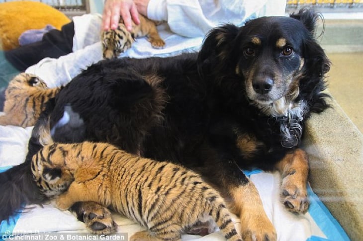 When Mom Abandoned Them, These Tiger Cubs Were Taken In By Adorable Dog Dad