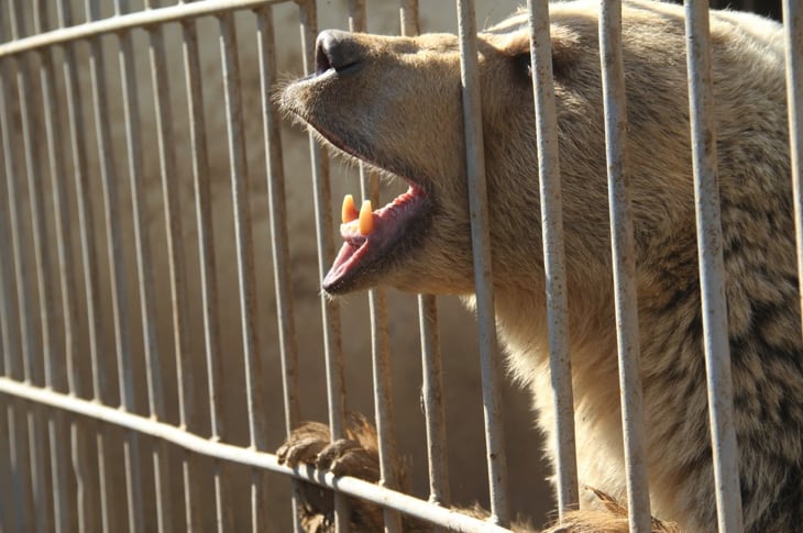 Help Came Just In Time For The Last Two Survivors At War-Torn Zoo In Iraq