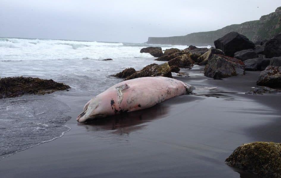 Mysterious New Whale Species Washes Up On Shore In Alaska