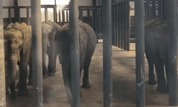 New Footage Shows Elephants Snatched From The Wild And Forced To Live Life In A Concrete Cell