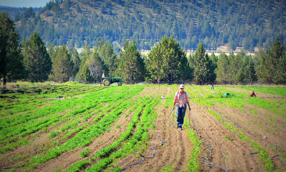 New Law Could Help Defend Oregon Farmers From GMO Contamination