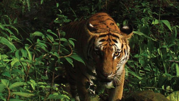 New Population Of Extremely Rare Tigers Discovered In Thailand