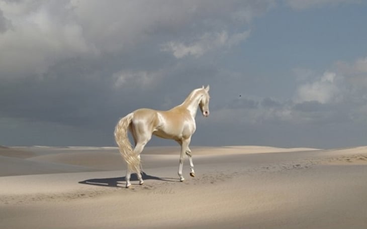 Meet The Stunning Animal Many Are Calling ‘The Most Beautiful Horse In The World’