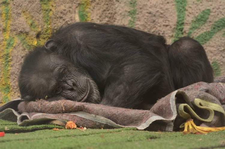 Judge Rules Suffering Chimp To Be Removed From Unhappy Life In Zoo