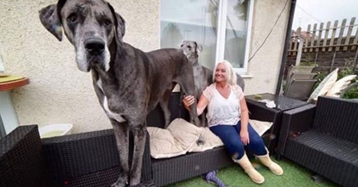 Meet Freddy: He’s Over 7-Feet Tall And Is The Biggest Dog In The World