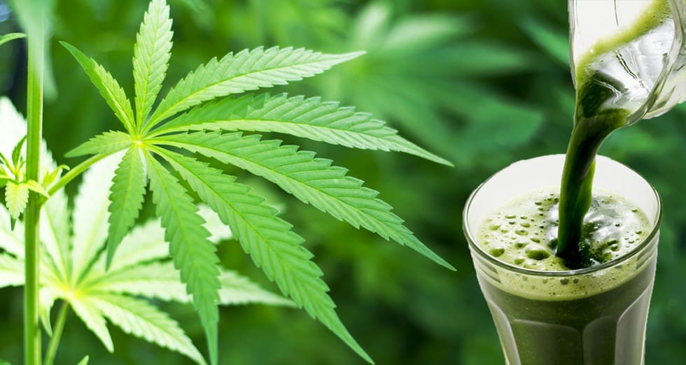 5 Benefits of Juicing Cannabis You Probably Didn’t Know About