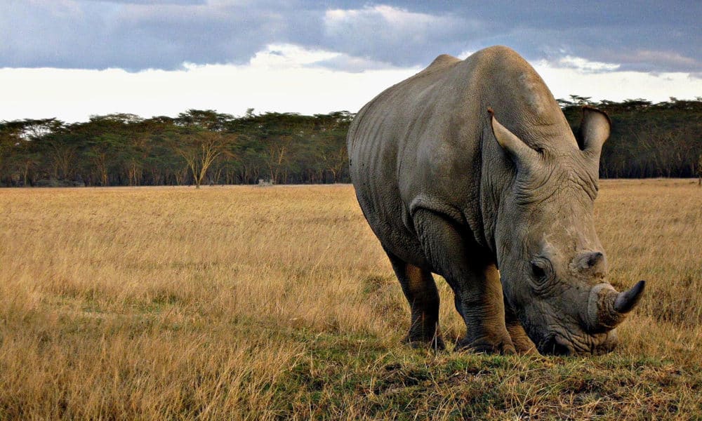 Breaking: South Africa Just Made It Legal To Sell Rhino Horn