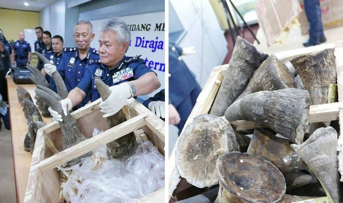 Officials Discover 18 Rhino Horns Upon Inspecting Crate Labeled “Artwork”