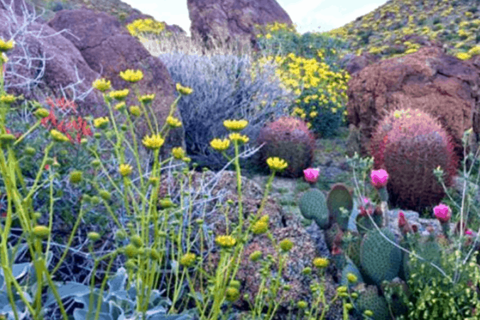 First Big Rain In Ten Years Transforms Desert Into Super Bloom Wonderland