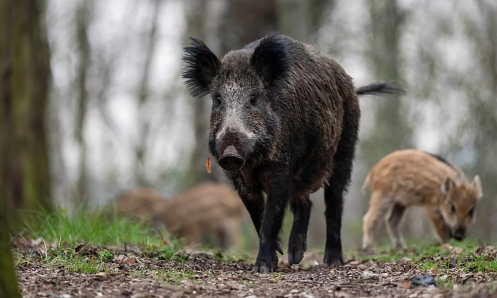 Three ISIS Fighters Mauled To Death By Wild Boars In Iraq