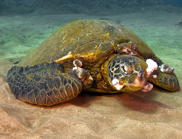 Marine Pollution Is Causing Deadly Tumours On Endangered Sea Turtles