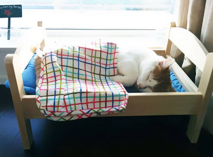 IKEA Donates Doll Beds To Shelter So Cats Can Stay Cozy Until Adopted