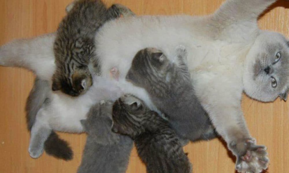 16 Animal Expressions That Perfectly Capture What Motherhood Is All About