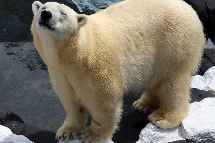 Polar Bear Dies Of A “Broken Heart” After SeaWorld Shipped Off Best Friend Of 20 Years