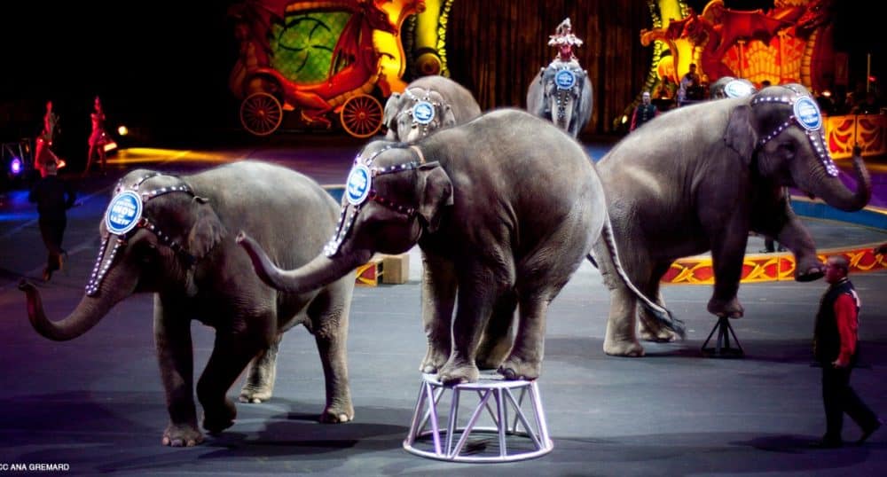 Victory! Los Angeles To Ban Use Of Wild Animals For All Entertainment