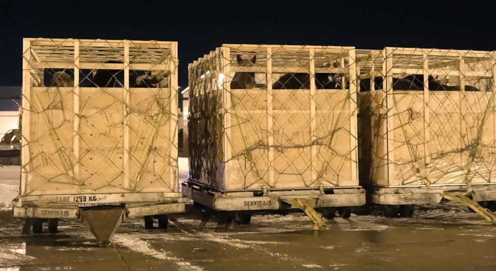Horses Are Packed Into These Tiny Crates For An Incomprehensible Reason