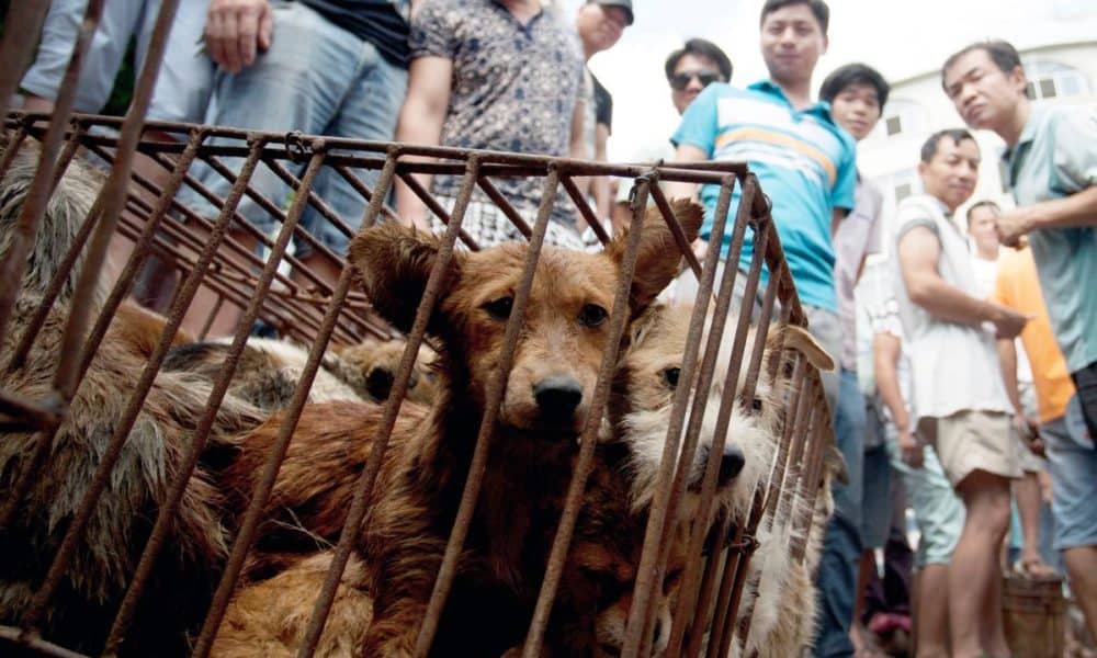 BREAKING: Taiwan Bans Slaughter Of Cats And Dogs For Human Consumption