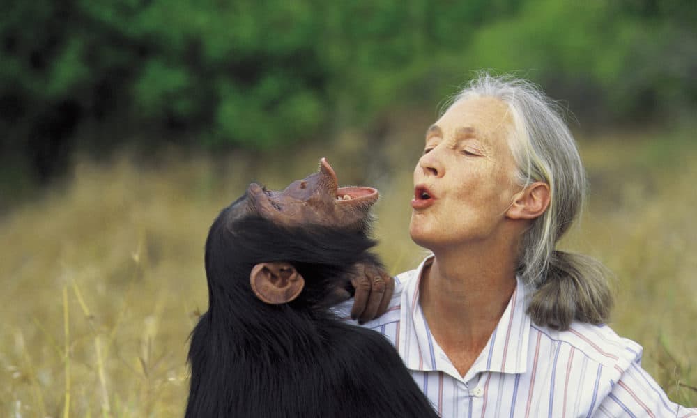 These Riveting Jane Goodall Quotes Will Inspire You To Fight For Nature