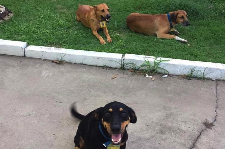 Inseparable Stray Dogs Land Jobs So They Can Stay Together Forever